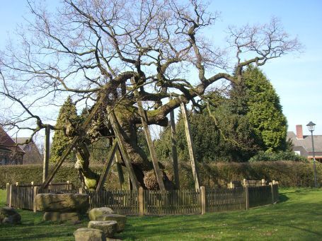 Raesfeld-Erle : Die Femeiche ist eine der ältesten Eichen in Deutschland. Geschätztes Alter über 1500 Jahre. Der Baum wächst und bekommt noch jedes Jahr grüne Blätter. Der Stamm ist völlig hohl und durchlöchert. Eisenstangen und dicke Holzstützen halten ihn aufrecht. 